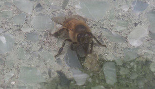 abeja1