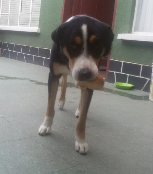 dingo1