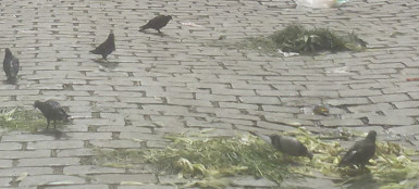 palomas1