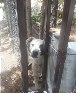 perrito1